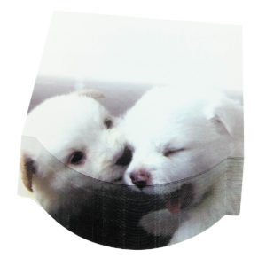 4A self-sticky notes, 3D printed with Samoyeds dog, 95mm×85mm, 100 sheets/pad, 1 pad/pack. 4A 8072